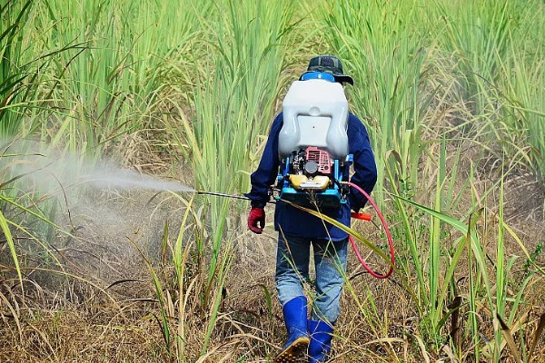 甘蔗锈病如何防治,首先选择抗病能力强的品种