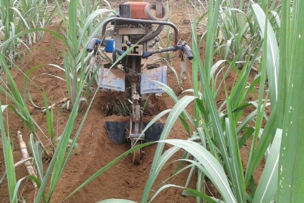 甘蔗锈病如何防治,首先选择抗病能力强的品种