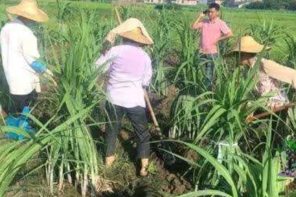 甘蔗锈病如何防治,首先选择抗病能力强的品种