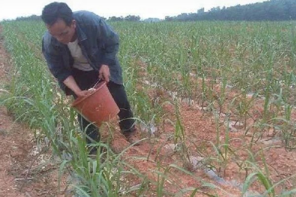 甘蔗锈病如何防治,首先选择抗病能力强的品种