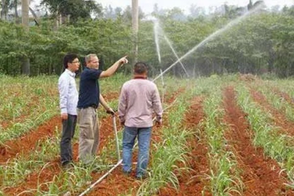 甘蔗锈病如何防治,首先选择抗病能力强的品种