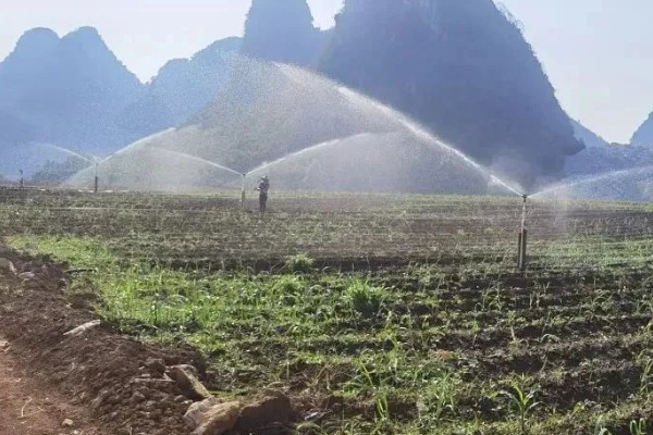 甘蔗锈病如何防治,首先选择抗病能力强的品种