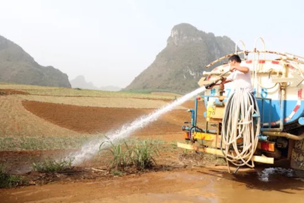 甘蔗锈病如何防治,首先选择抗病能力强的品种