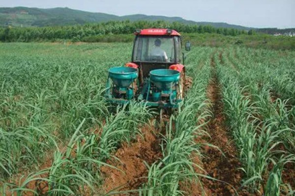 甘蔗锈病如何防治,首先选择抗病能力强的品种