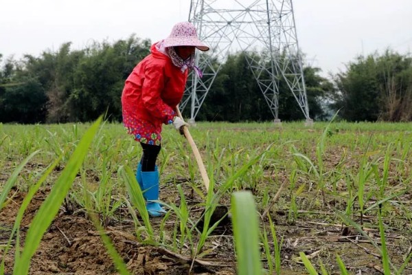 甘蔗锈病如何防治,首先选择抗病能力强的品种