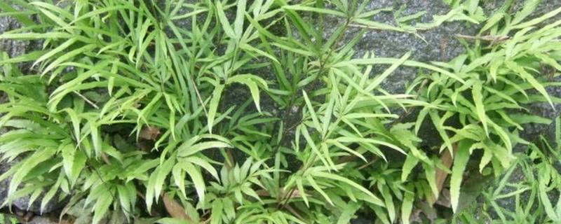 怎么种植凤尾草，对母根分株后再分穴栽种