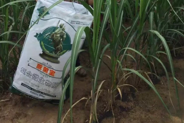 甘蔗锈病如何防治,首先选择抗病能力强的品种