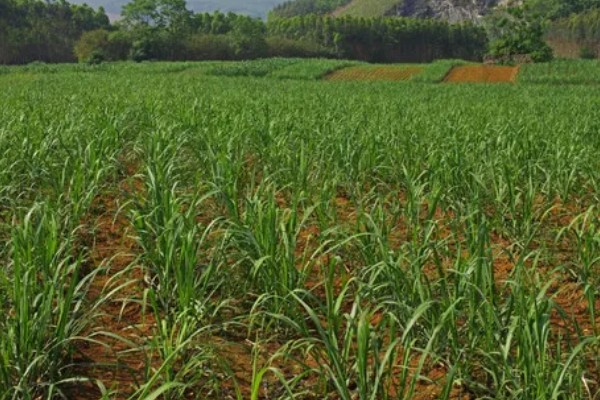 甘蔗锈病如何防治,首先选择抗病能力强的品种