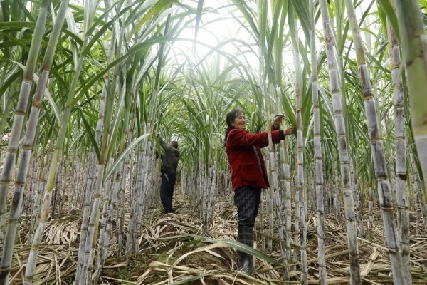 甘蔗锈病如何防治,首先选择抗病能力强的品种