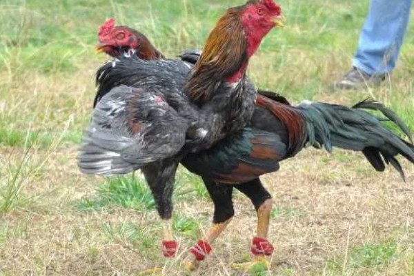 皖北斗鸡的简介，身体较大且结实紧凑