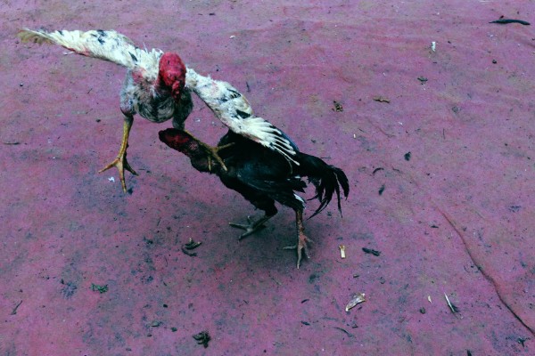 皖北斗鸡的简介，身体较大且结实紧凑