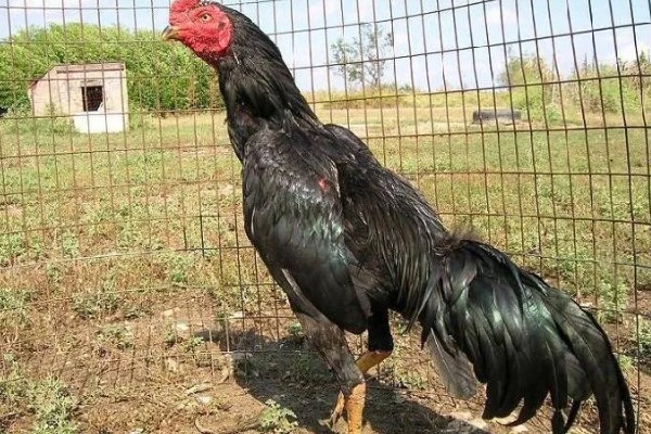 皖北斗鸡的简介，身体较大且结实紧凑