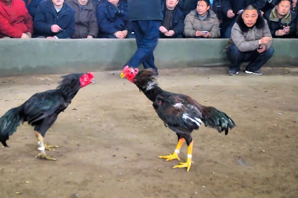 皖北斗鸡的简介，身体较大且结实紧凑