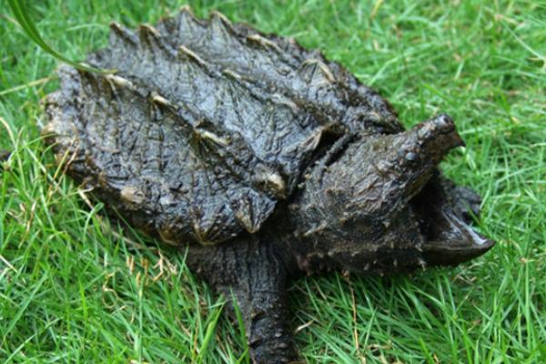 大鳄龟苗冬天不加温是否会死亡，刚出生不久的大鳄龟容易被冻死