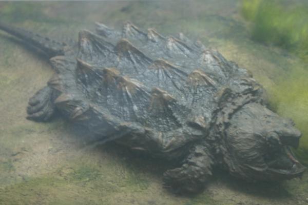 大鳄龟苗冬天不加温是否会死亡，刚出生不久的大鳄龟容易被冻死