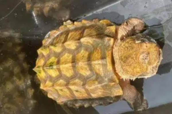 大鳄龟苗冬天不加温是否会死亡，刚出生不久的大鳄龟容易被冻死