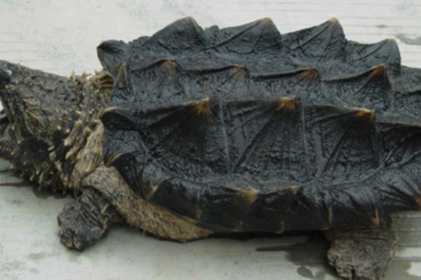 大鳄龟苗冬天不加温是否会死亡，刚出生不久的大鳄龟容易被冻死