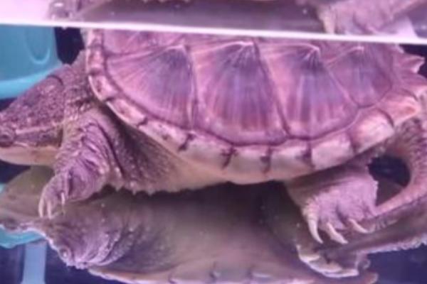 大鳄龟苗冬天不加温是否会死亡，刚出生不久的大鳄龟容易被冻死