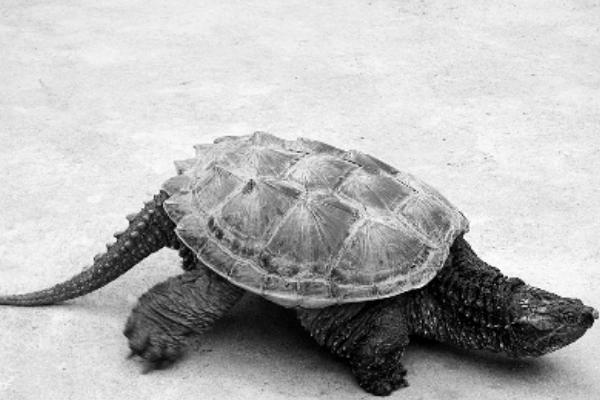 大鳄龟苗冬天不加温是否会死亡，刚出生不久的大鳄龟容易被冻死