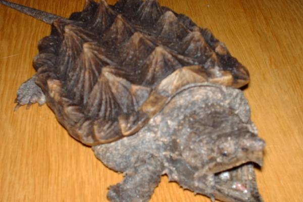 大鳄龟苗冬天不加温是否会死亡，刚出生不久的大鳄龟容易被冻死