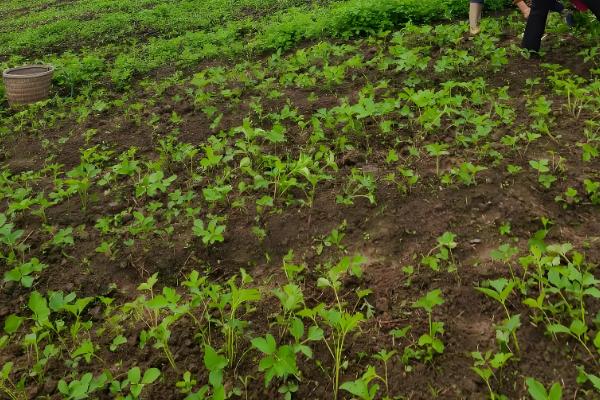 白芷的种植时间，春播时间通常在清明前后