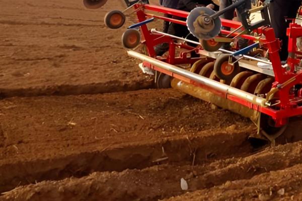 白芷的种植时间，春播时间通常在清明前后