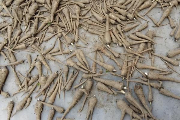 白芷的种植时间，春播时间通常在清明前后