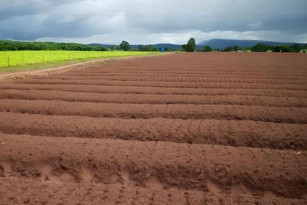 白芷的种植时间，春播时间通常在清明前后
