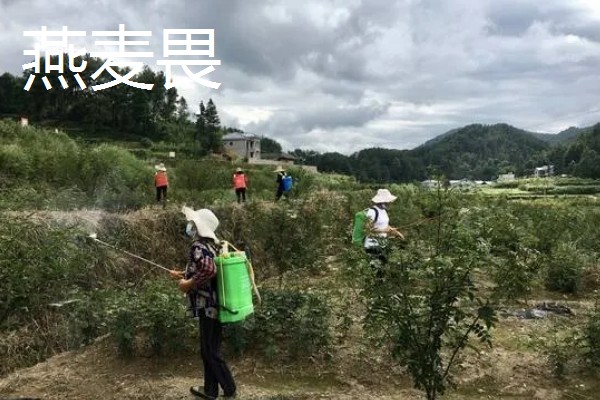 花椒地里可以打什么除草剂，可以打西马津、利谷隆等