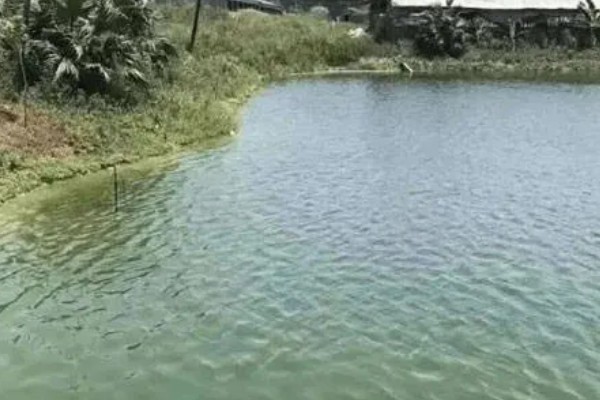 怎么养鳗鱼，入池前用生石灰对池塘做消毒处理