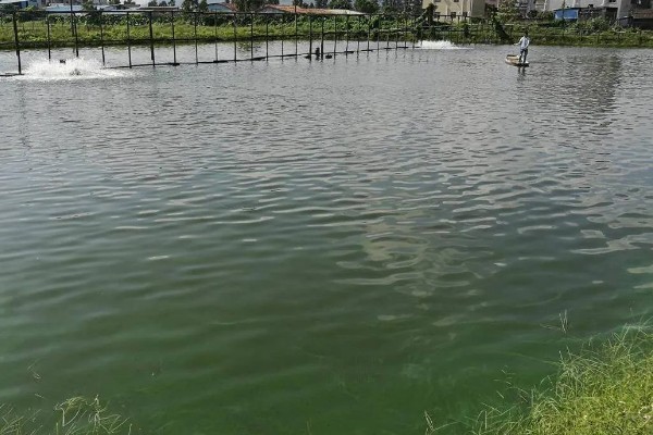 怎么养鳗鱼，入池前用生石灰对池塘做消毒处理