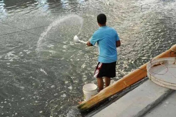 怎么养鳗鱼，入池前用生石灰对池塘做消毒处理