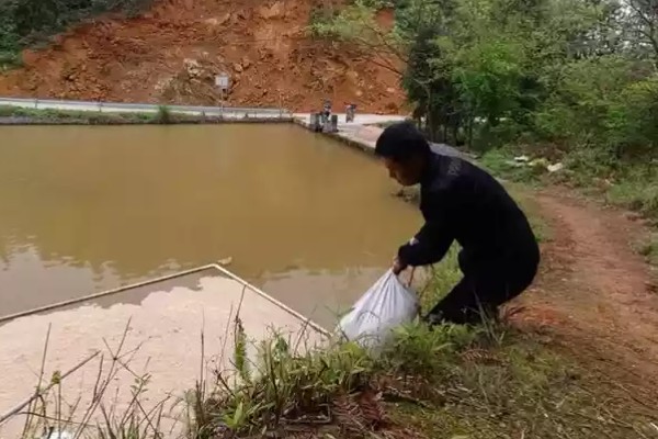 怎么养鳗鱼，入池前用生石灰对池塘做消毒处理