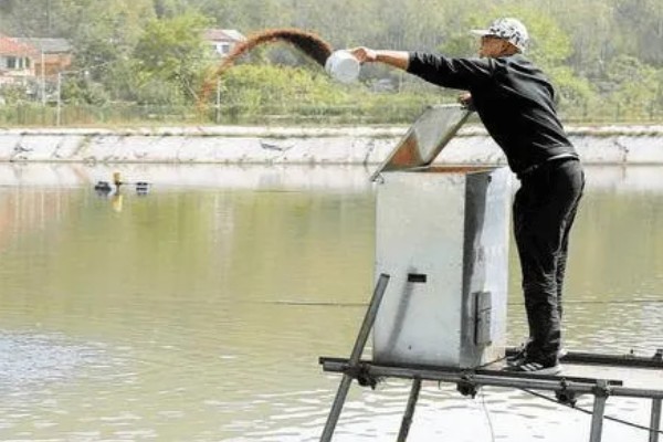 怎么养鳗鱼，入池前用生石灰对池塘做消毒处理