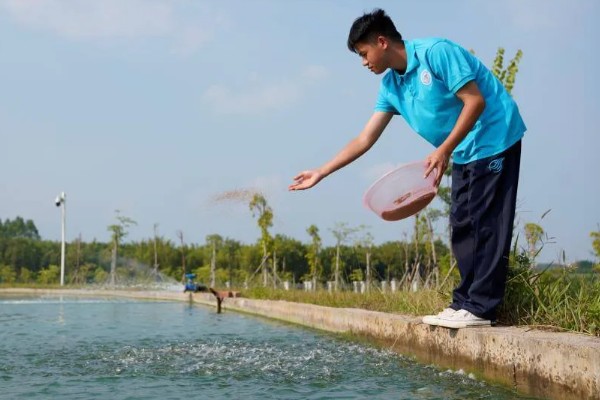 怎么养鳗鱼，入池前用生石灰对池塘做消毒处理
