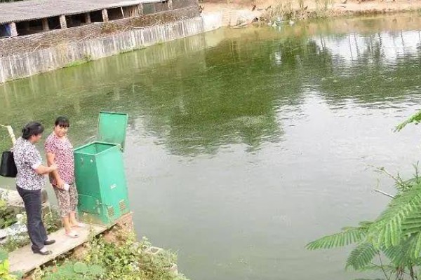 怎么养鳗鱼，入池前用生石灰对池塘做消毒处理