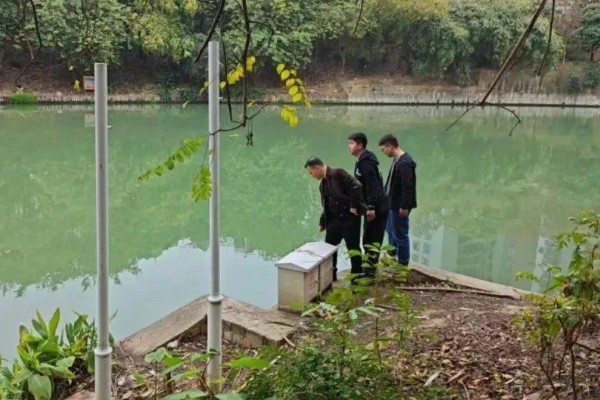 怎么养鳗鱼，入池前用生石灰对池塘做消毒处理