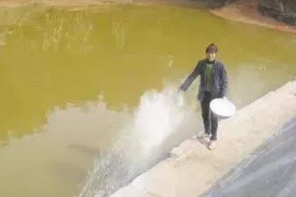 怎么养鳗鱼，入池前用生石灰对池塘做消毒处理