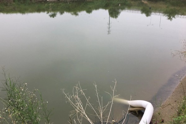 怎么养鳗鱼，入池前用生石灰对池塘做消毒处理