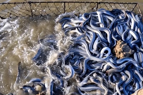 怎么养鳗鱼，入池前用生石灰对池塘做消毒处理