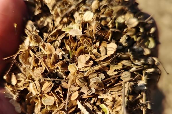 白芷的种植时间，春播时间通常在清明前后