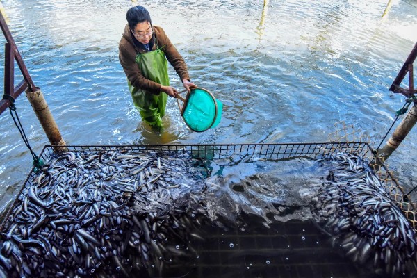 怎么养鳗鱼，入池前用生石灰对池塘做消毒处理
