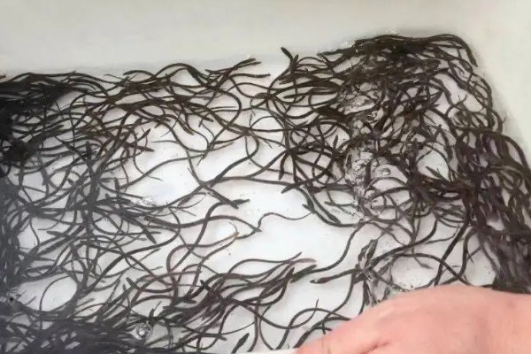 怎么养鳗鱼，入池前用生石灰对池塘做消毒处理