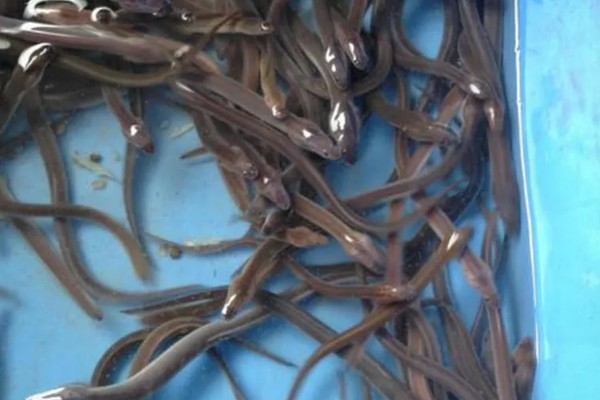 怎么养鳗鱼，入池前用生石灰对池塘做消毒处理