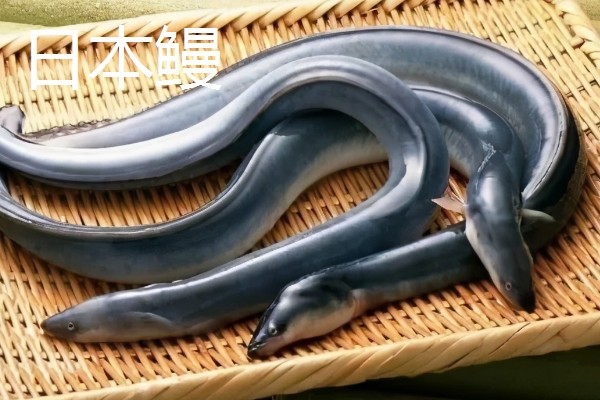 怎么养鳗鱼，入池前用生石灰对池塘做消毒处理