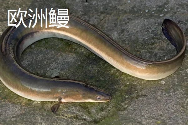 怎么养鳗鱼，入池前用生石灰对池塘做消毒处理