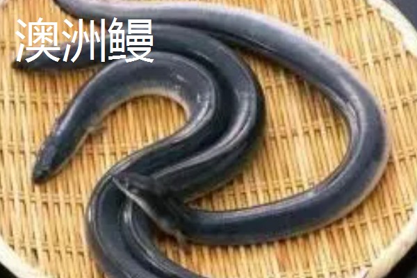 怎么养鳗鱼，入池前用生石灰对池塘做消毒处理