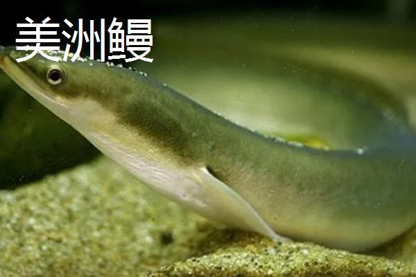 怎么养鳗鱼，入池前用生石灰对池塘做消毒处理