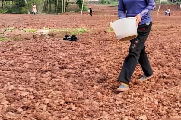 白芷的种植时间，春播时间通常在清明前后