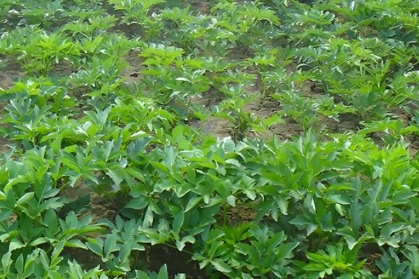 白芷的种植时间，春播时间通常在清明前后